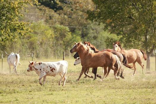 Page 15 - North Texas Ranches For Sale 