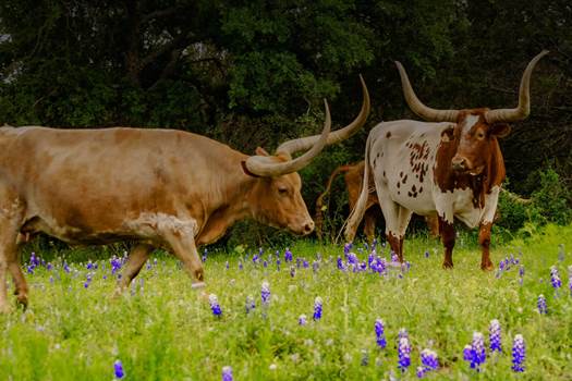 Texas Land for Sale | Ranches for Sale, Farm Land | Longhorn Realty